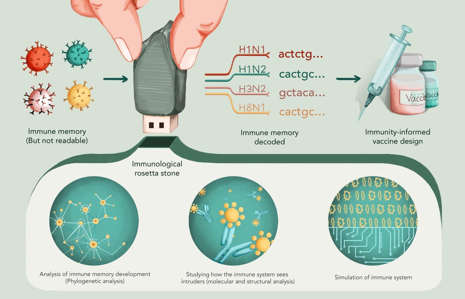 Behov for en immunologisk Rosetta stein | Vaksinebloggen